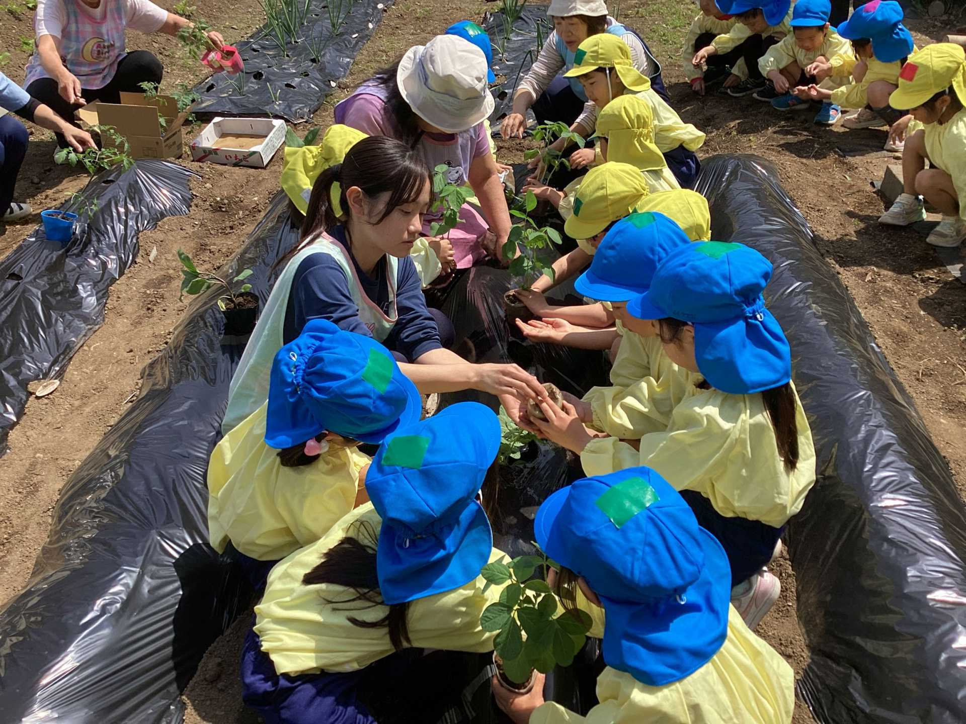 野菜の栽培をしている様子