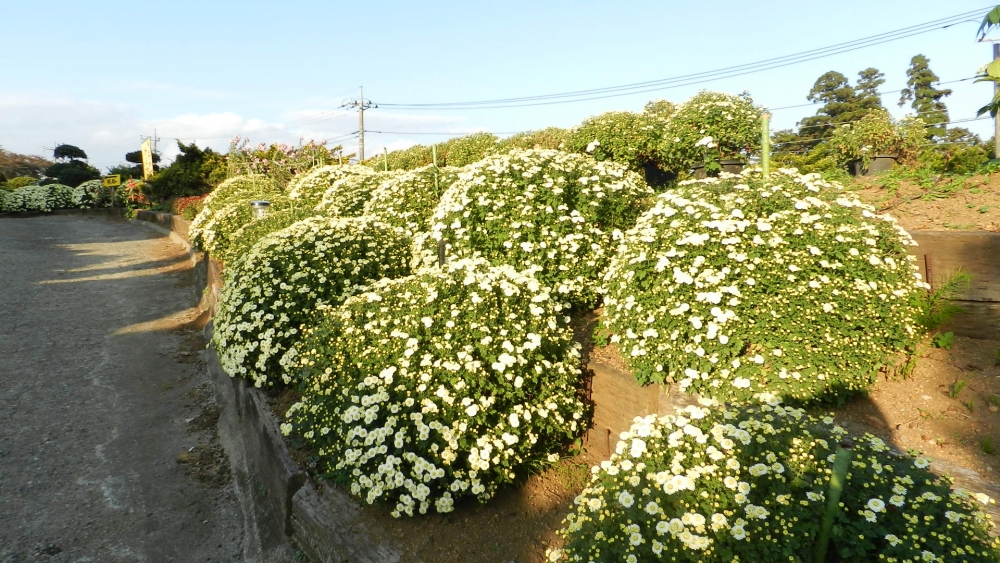 ざる菊