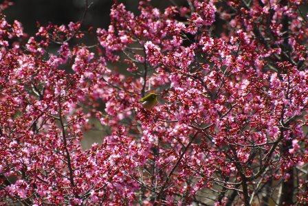 小田原市 根府川のおかめ桜