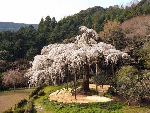 小田原市 長興山紹太寺のしだれ桜