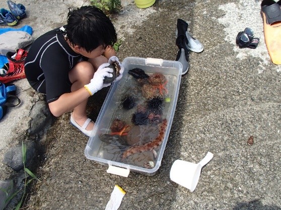海の生き物