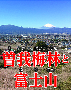 曽我梅林と富士山