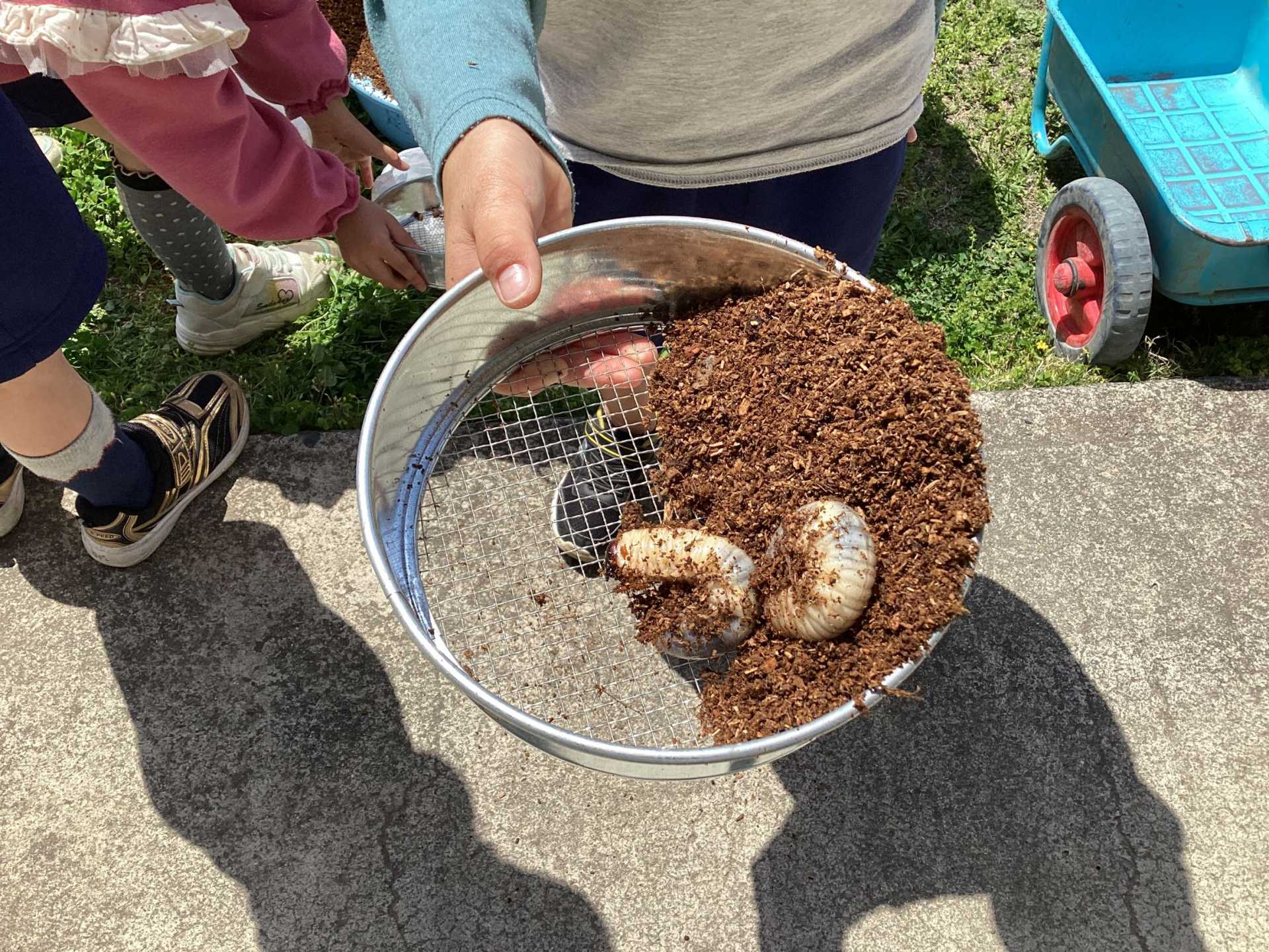カブトムシの幼虫