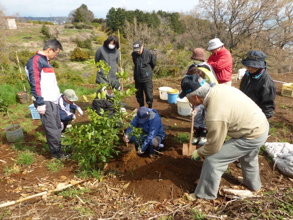 みかんの植栽