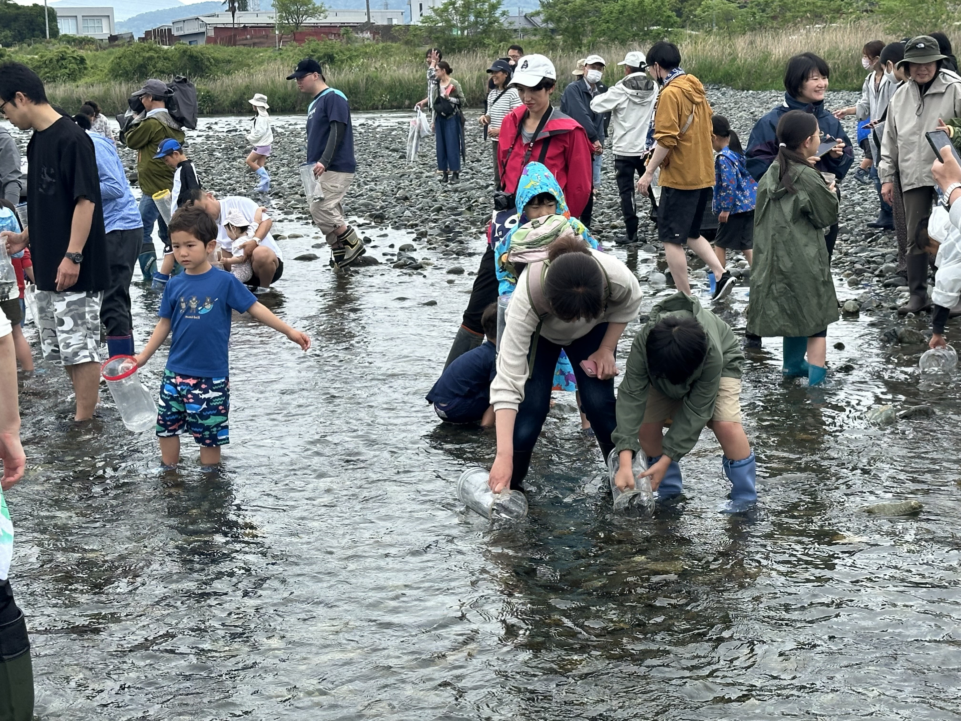 親子でアユの放流体験の画像