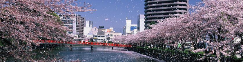 小田原城天守閣と桜の写真