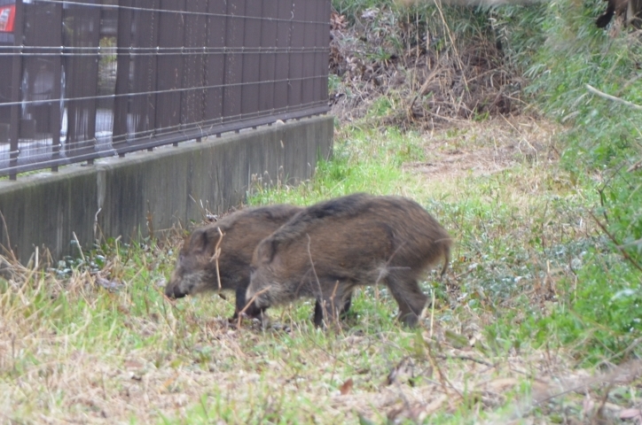 小田原市 イノシシに注意