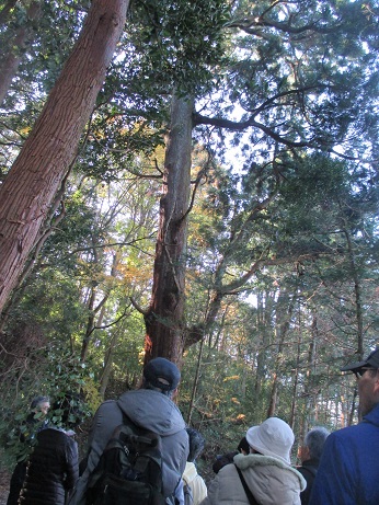 樹齢300年の杉