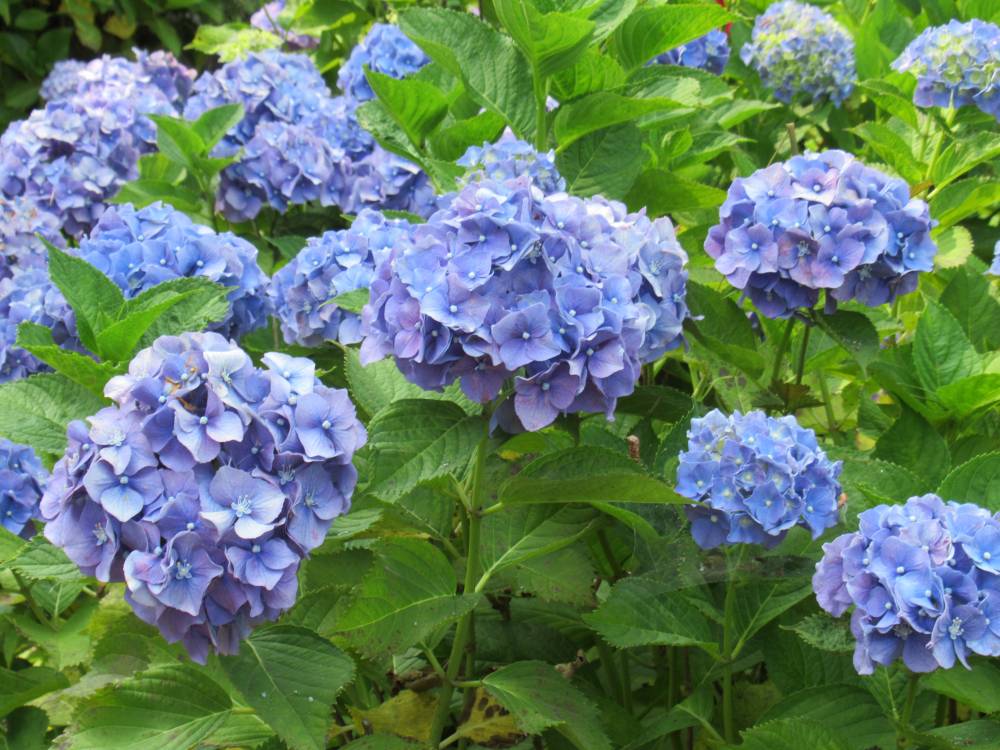 小田原市 中止 令和2年度小田原城あじさい花菖蒲まつり