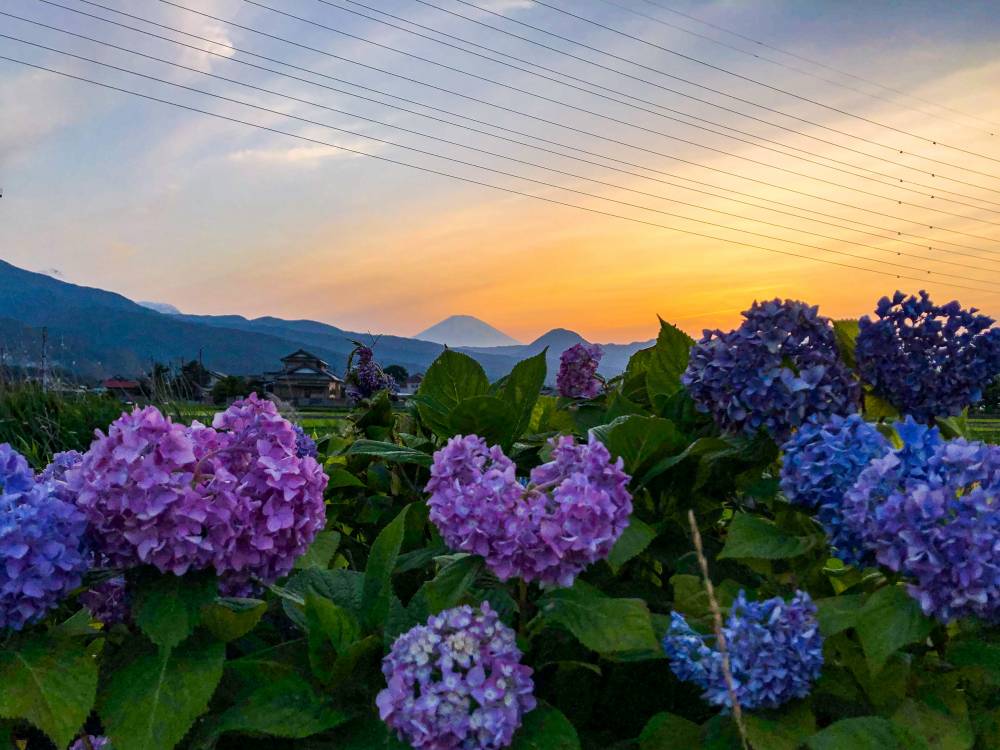 8．紫陽花と富士山