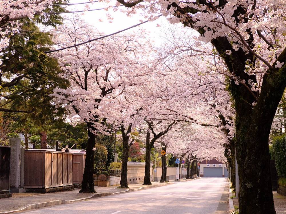 11.西海子小路と桜