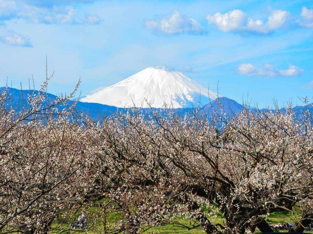 12.曽我梅林と富士山