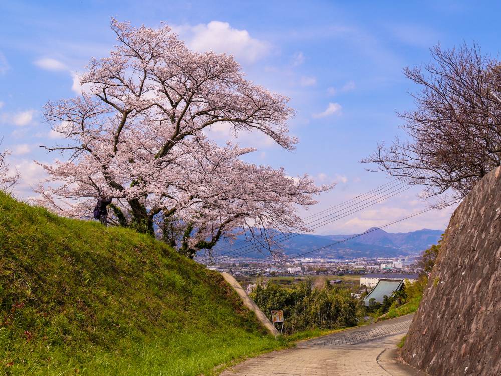 14．中河原配水池と一本桜