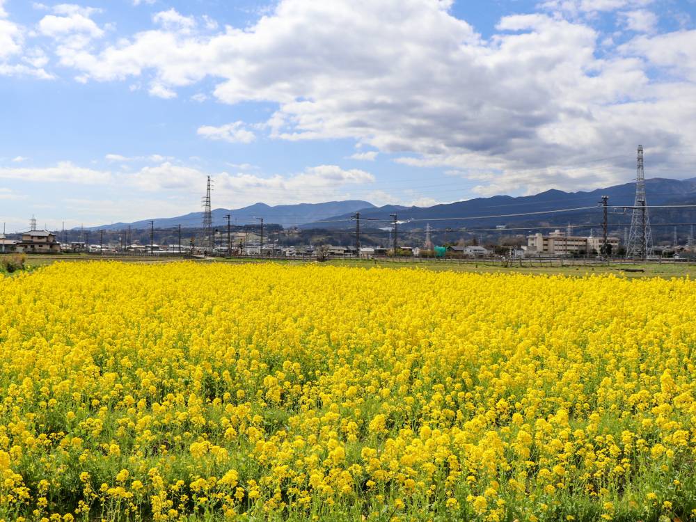 15．東栢山と菜の花