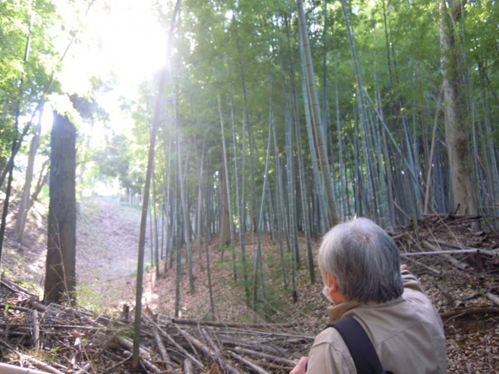 稲荷森の堀に侵入した竹