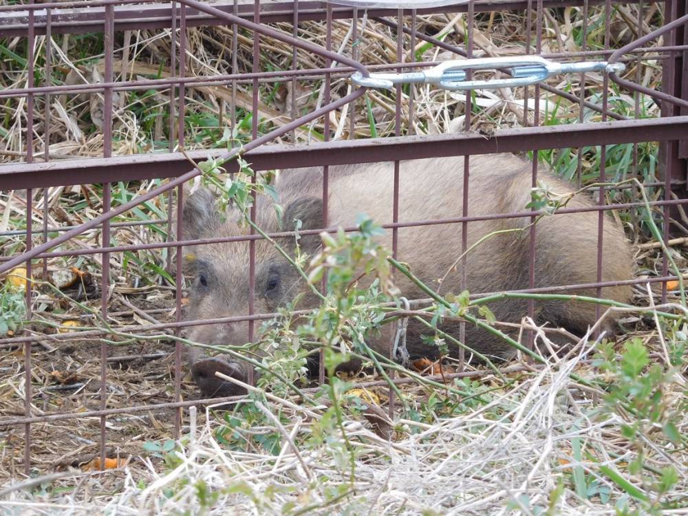 わなによる捕獲