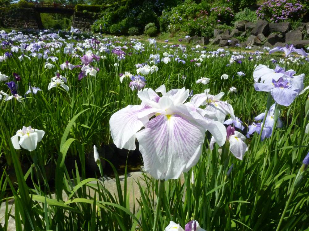 小田原市 小田原城あじさい花菖蒲オープンガーデン