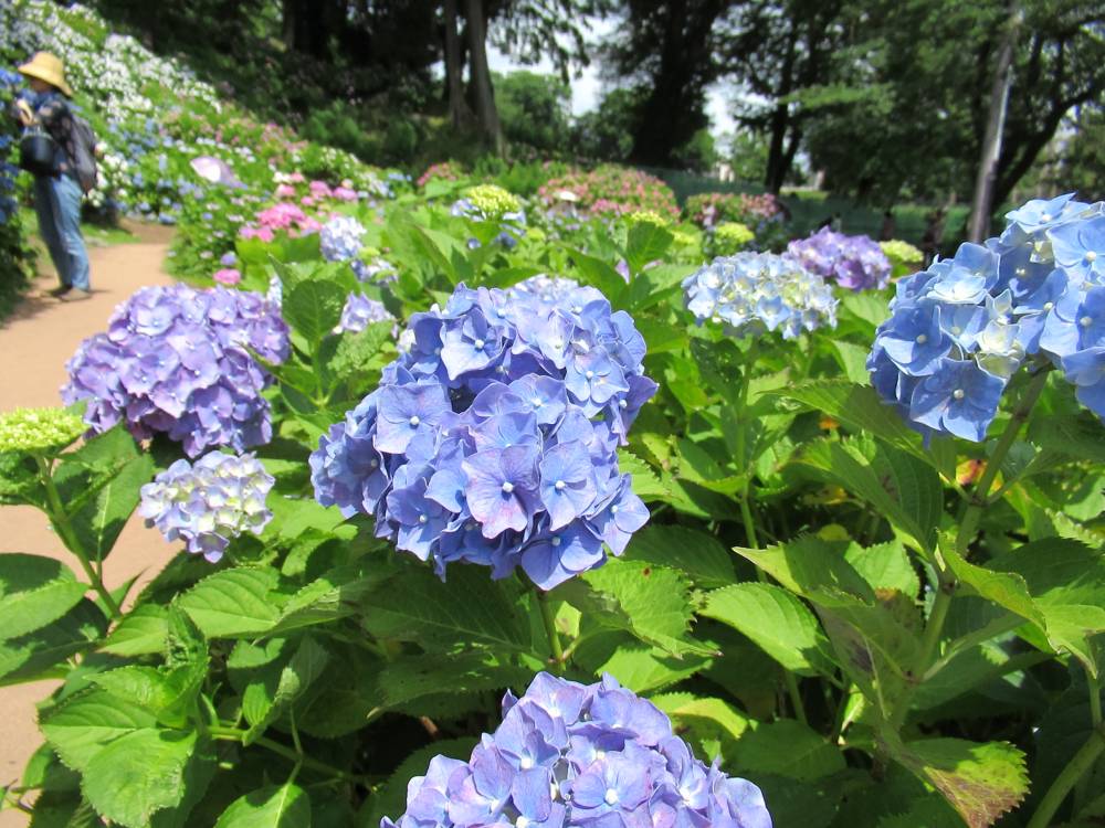 小田原市 小田原城あじさい花菖蒲オープンガーデン