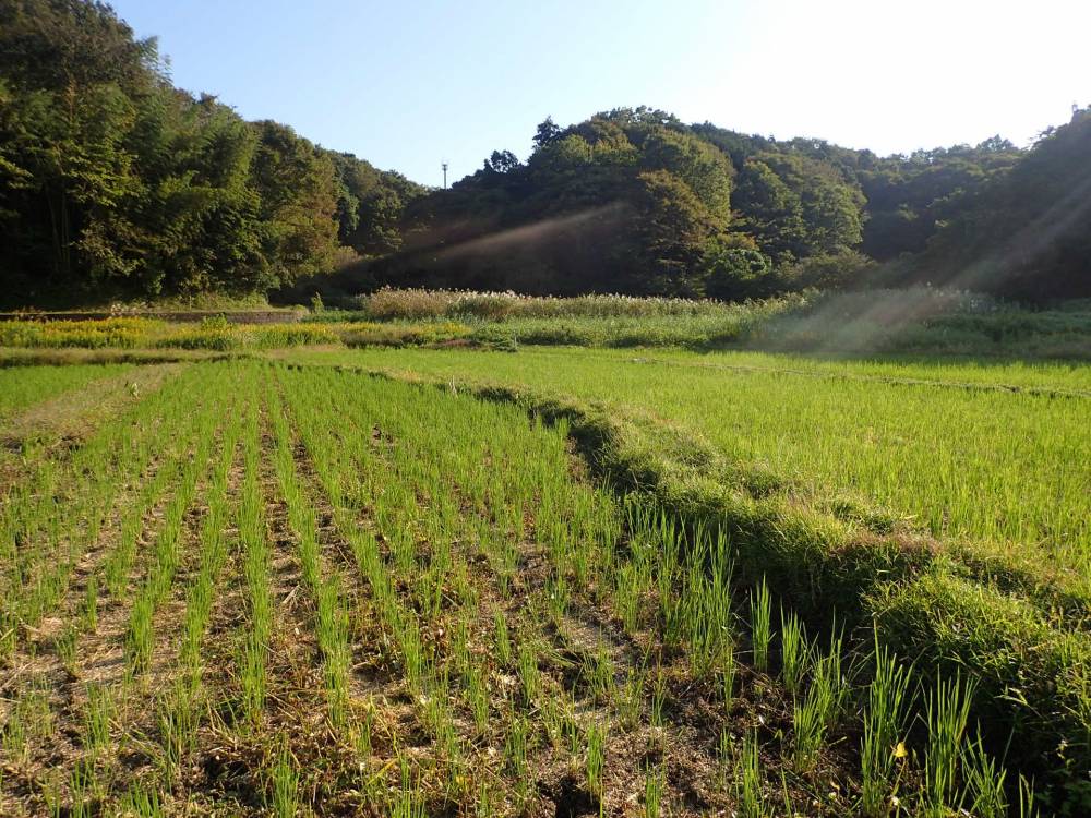 里の風景