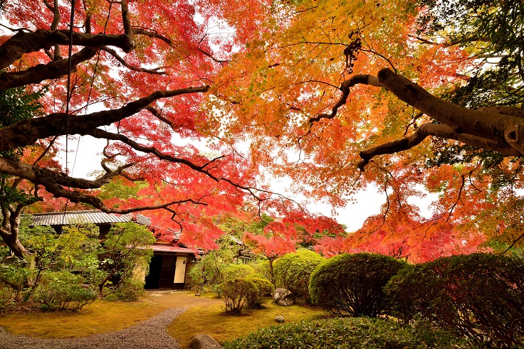 皆春荘:紅葉の時期