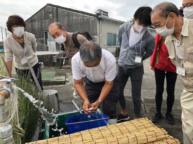 アユの雄と雌を見分けている様子