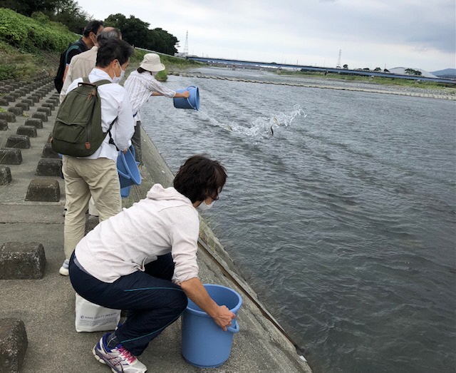 アユを放流する様子