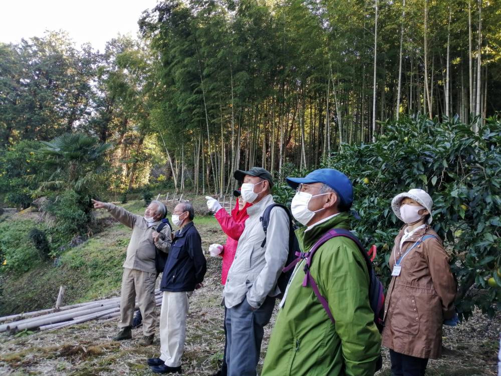 山々を見渡し、竹林を見つける様子