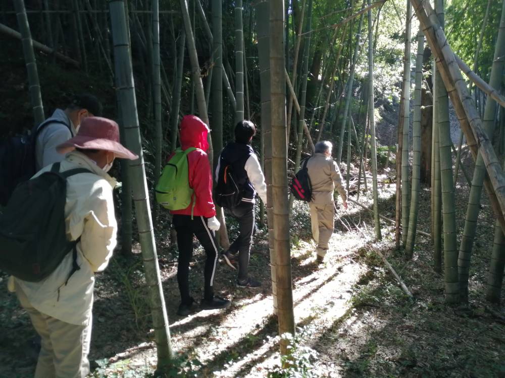 竹林を歩く様子