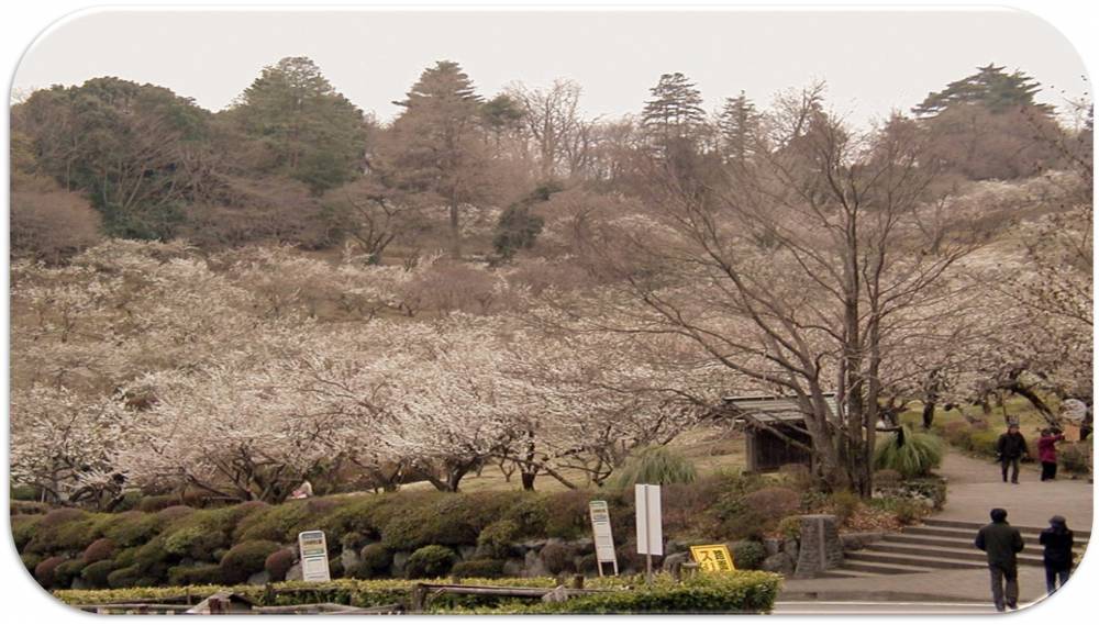 辻村植物園１