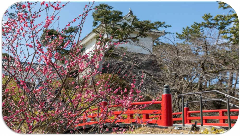 小田原城址公園の写真