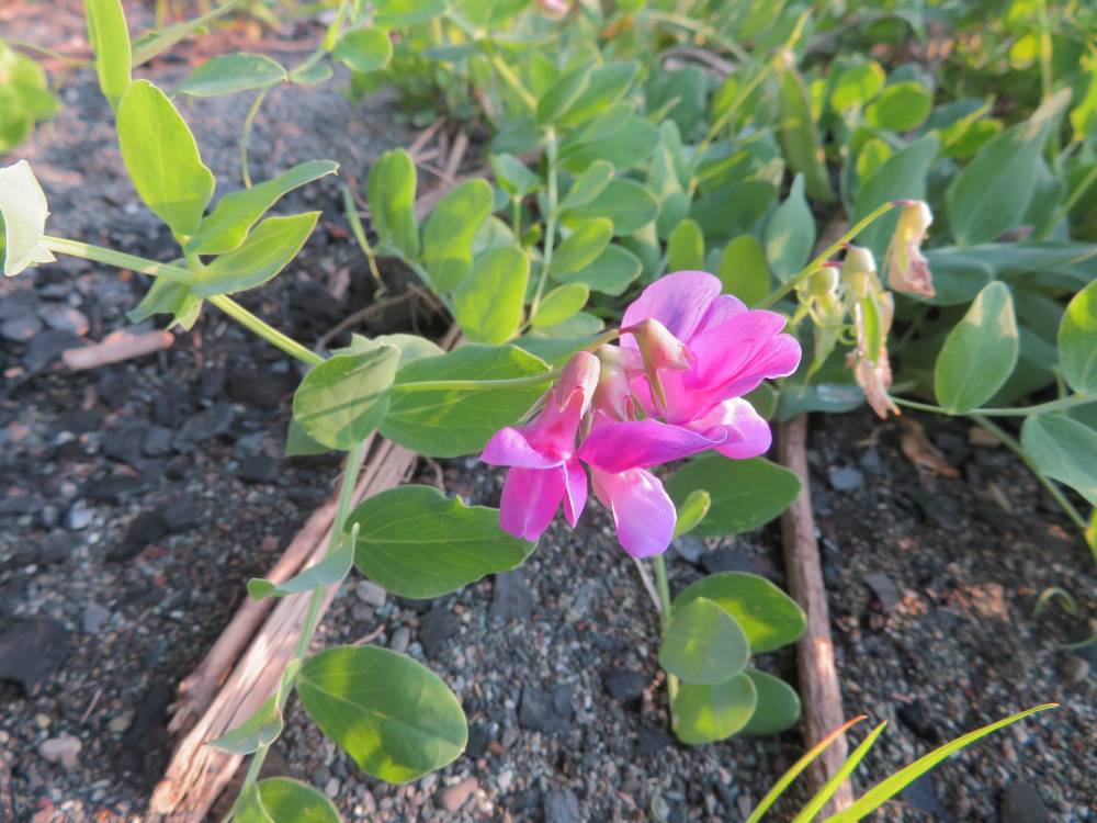 ハマエンドウの花