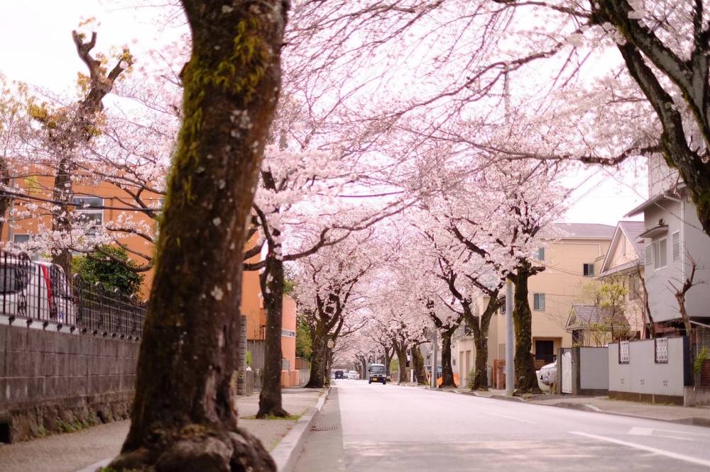 桜と西海子小路撮影の画像