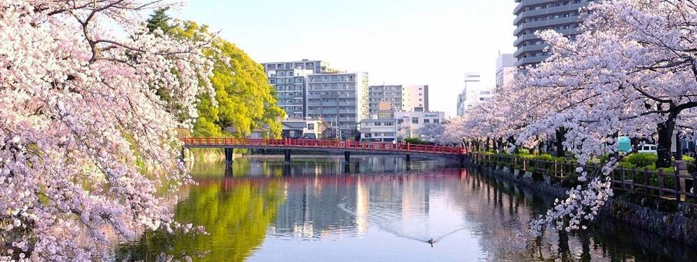 さくらと学橋の画像