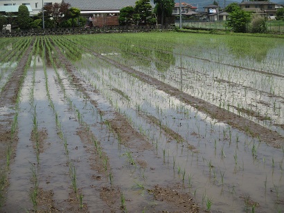 田んぼ