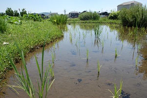 桑原メダカ水田ビオトープ