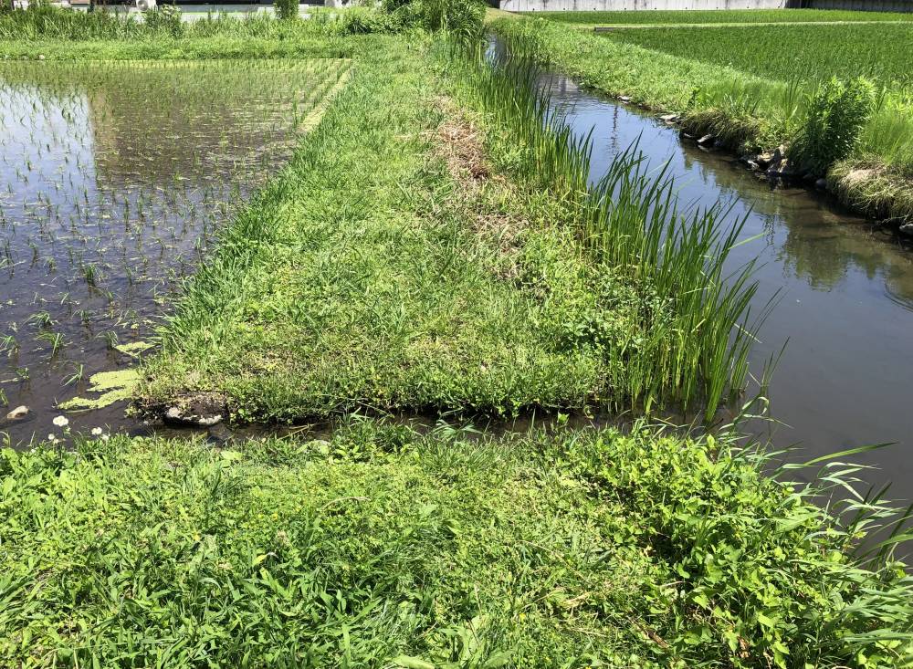 田んぼと川をつなぐ水路