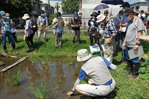 田んぼを見る様子