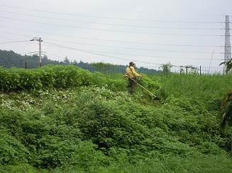 溜池周りの草刈りをする有志の方