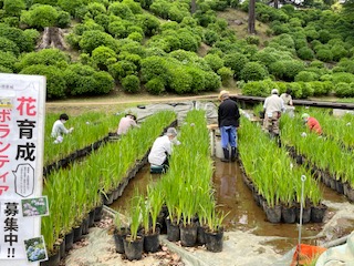 除草作業１