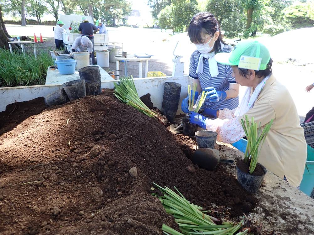 除草作業2