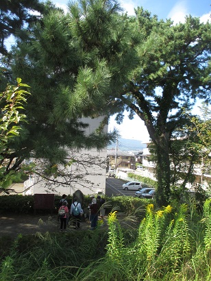 松苗栽植地の碑と酒匂川土手に生える現在の松