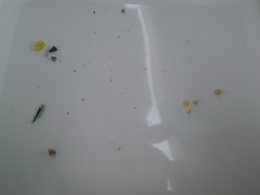 採取されたマイクロプラスチック