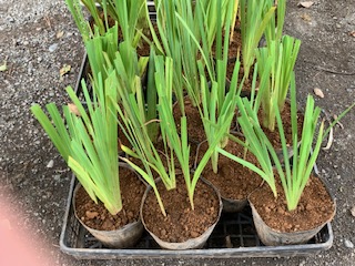 植替え