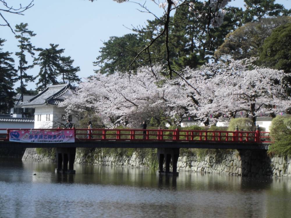 かまぼこ桜まつりの写真