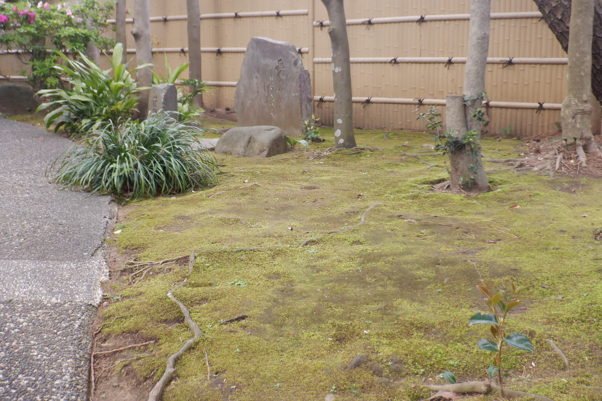 別館の苔庭と藤田湘子碑（４月６日撮影）