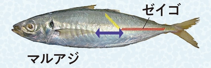 マルアジ（アオアジ）の画像