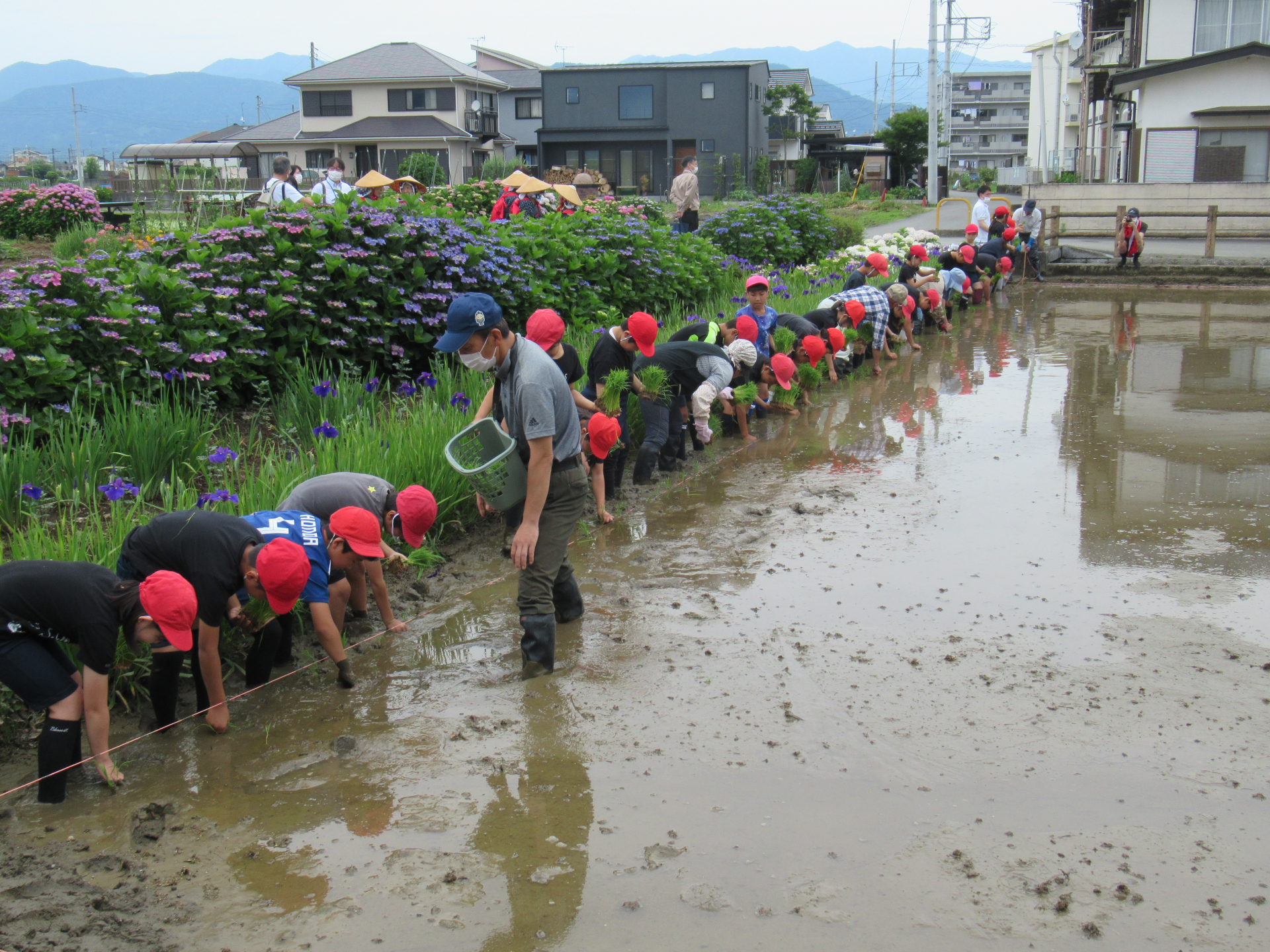 田植えの始まり