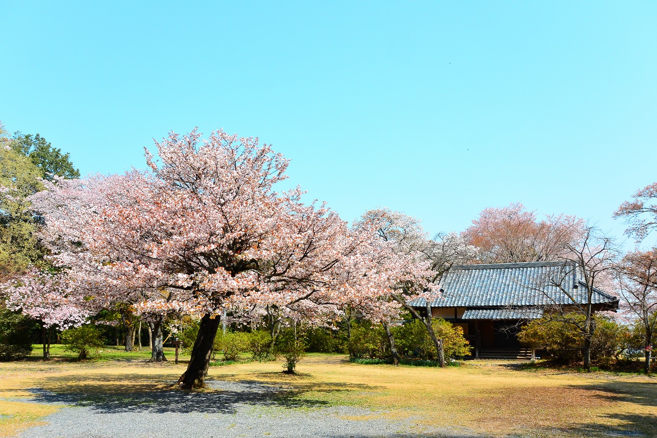 滝山城跡 中の丸【高月町】　の画像