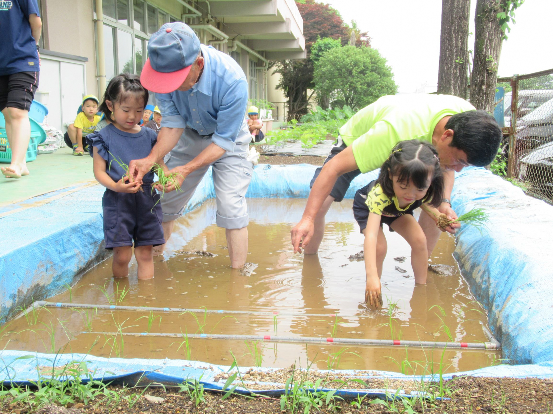 幼稚園のミニ田んぼで田植え体験