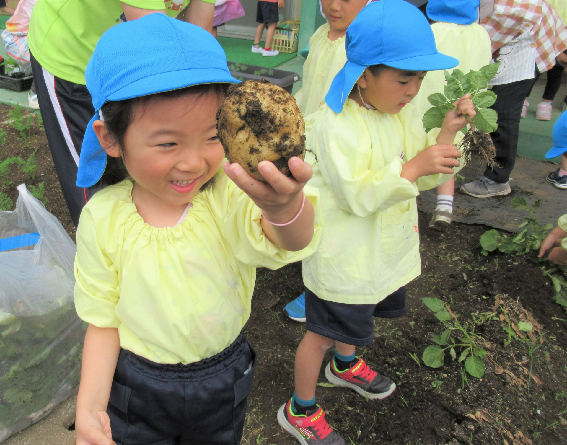 幼稚園の畑でジャガイモを収穫したよ